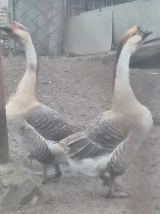 Vând 2 gascani 150 ron bucata tineri