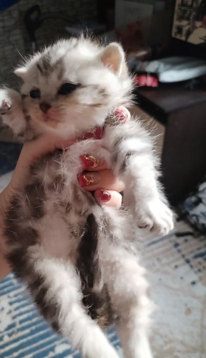 Котятки для брони 3 мальчика и 1 девочка