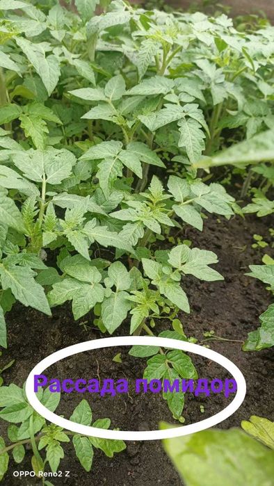 Продается рассада Затобольская