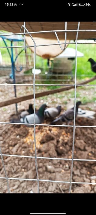 Продам диких голубей..