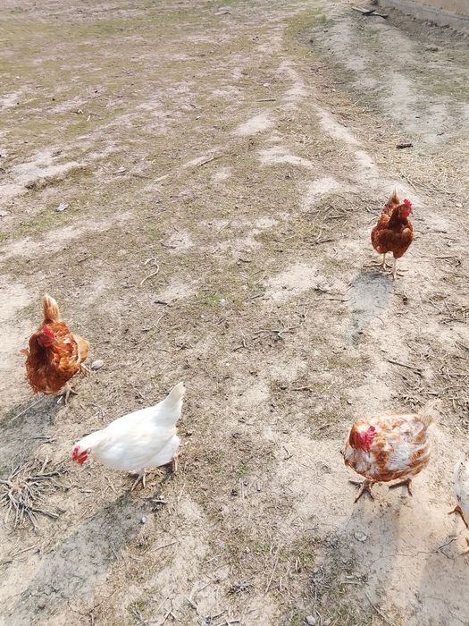 Осы тауыктар сатылады