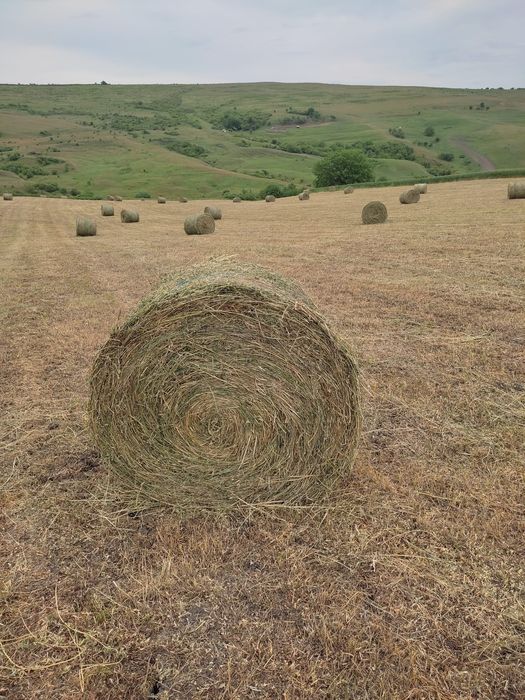 Baloți lucernă prima cositură