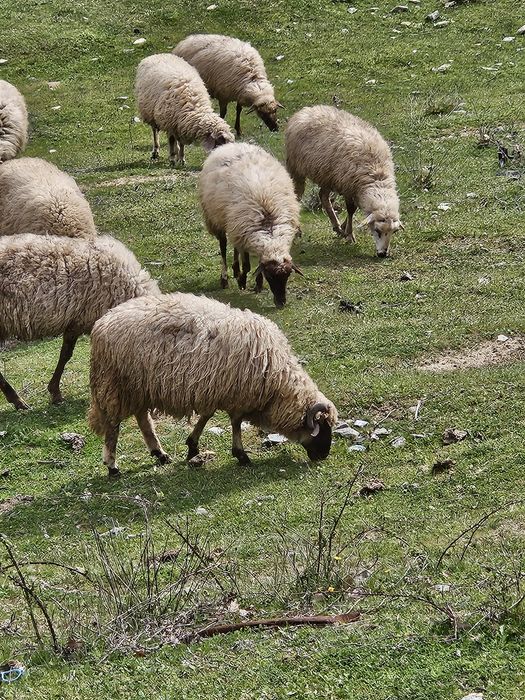 Овце – Агнета -  Кочове