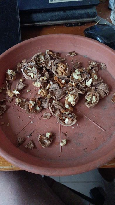 Nuci din anul trecut