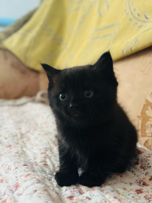Отдам котят в хорошие руки