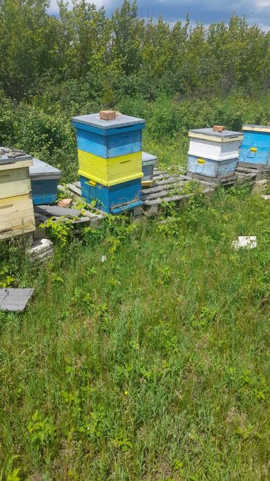 35 familii de albine + cutie