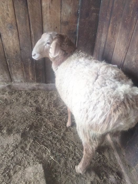 Продам 3 баран Сек (кострат)