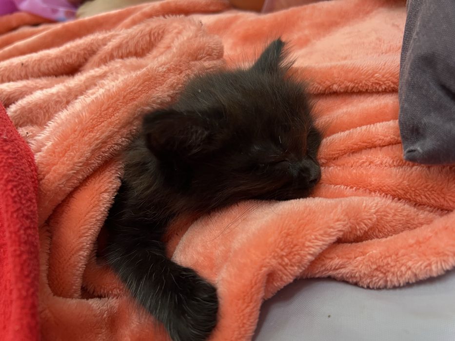 Котята ! отдам в любящие семьи