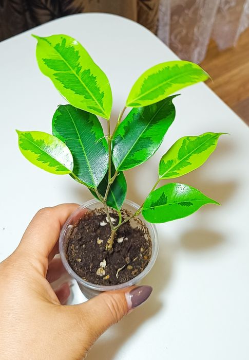 Фикусы разных сортов.