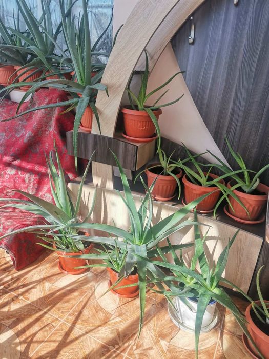 Алое Вера лечебно