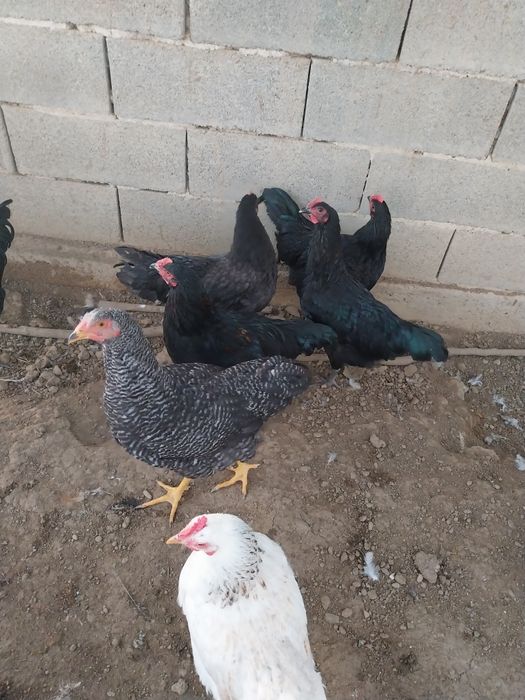 Cocoși italieni de vanzare