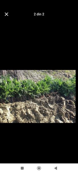 Vând puieți tratați