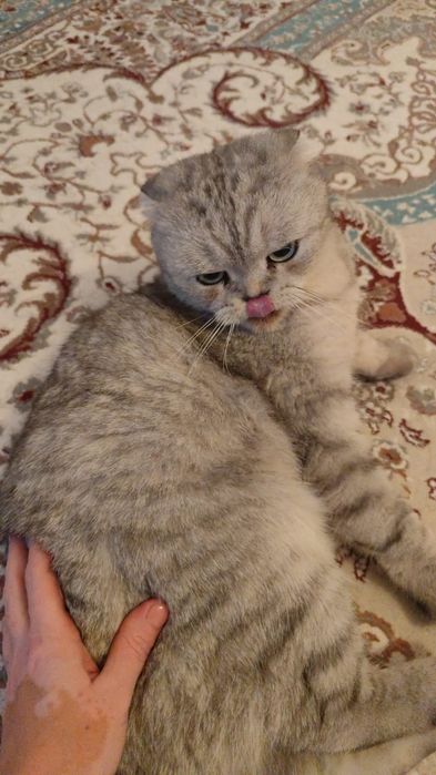 Вислоухий кот шотландский