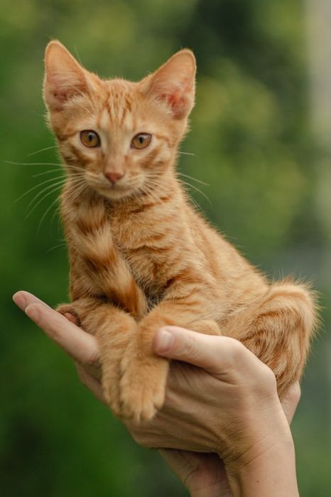 Котята ищут любящий дом