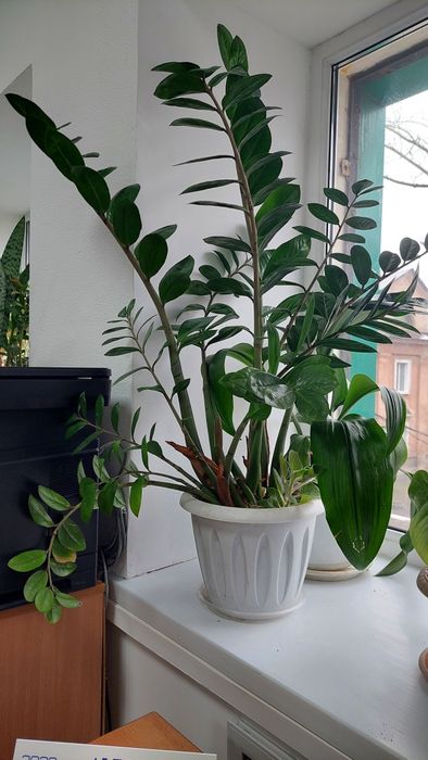 Продам   Зимиокулькас, высота 1,30 см от  дна горшка