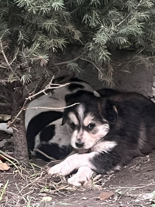 Милый щенок ищет дом