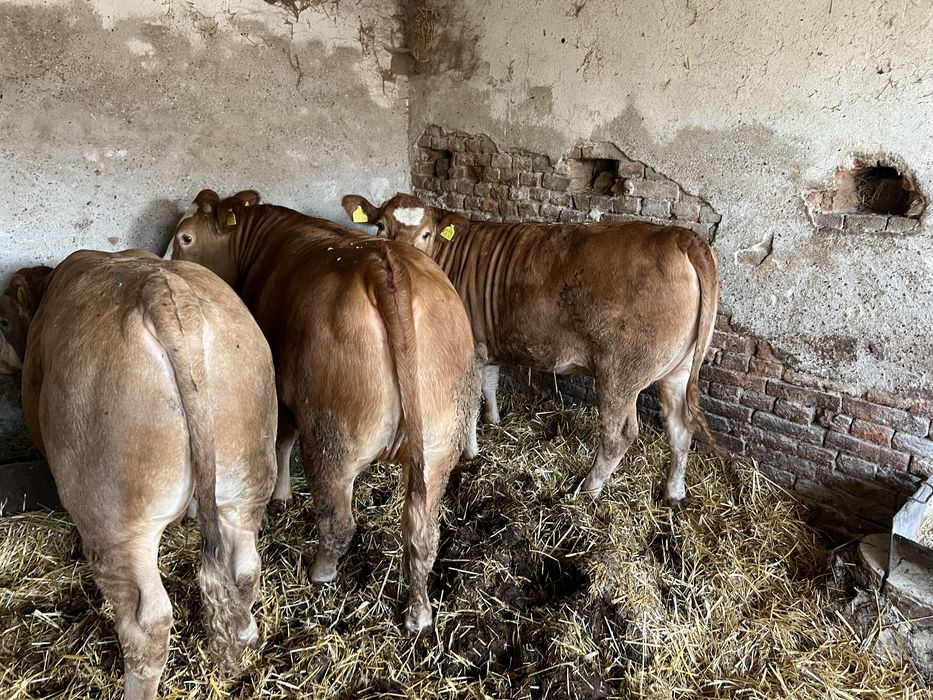 Vitei de vanzare   380-450 kg aroximativ