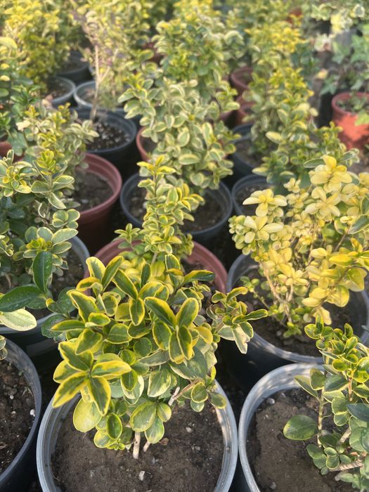 Брючина пестралисная