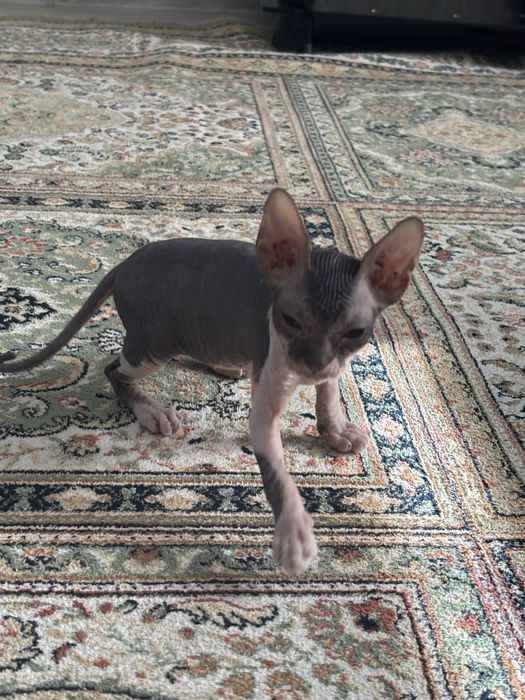 Продается котенок сфинкс