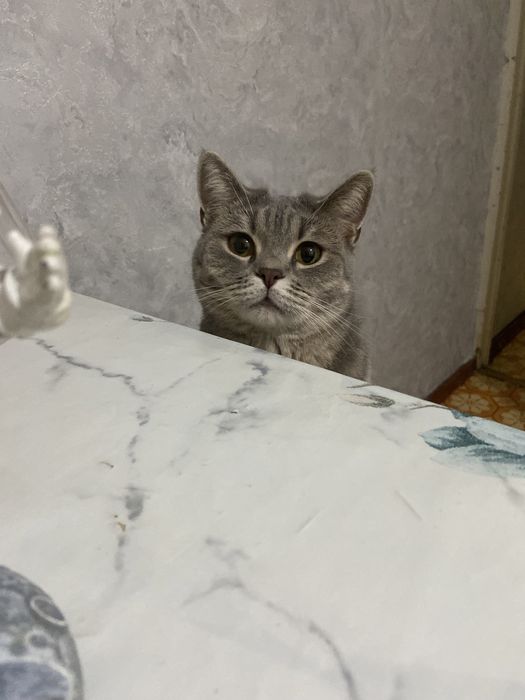 Отдам даром кошку