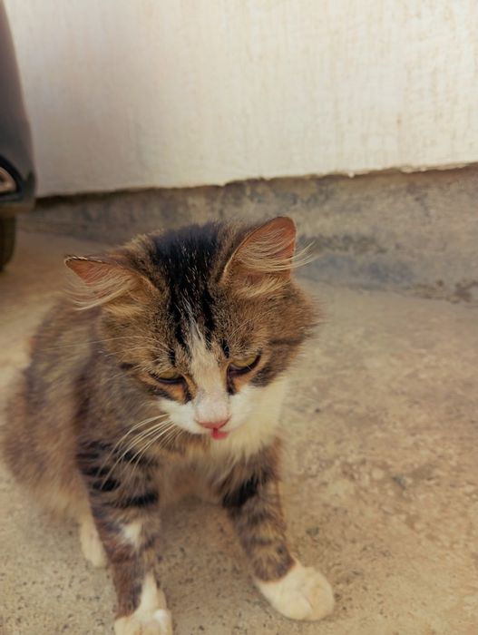 Отдам кота в добрые руки