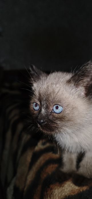 Отдам в хорошие руки