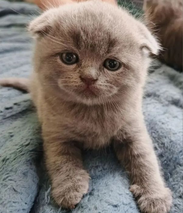 Шикарнык котята, 1.5 мес