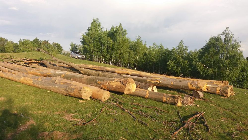 Lemne de foc de vânzare