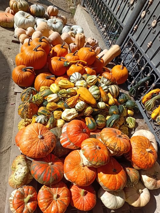 Dovleci si tartagute