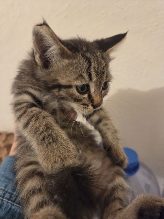 Отдам котенка мальчика в добрые руки