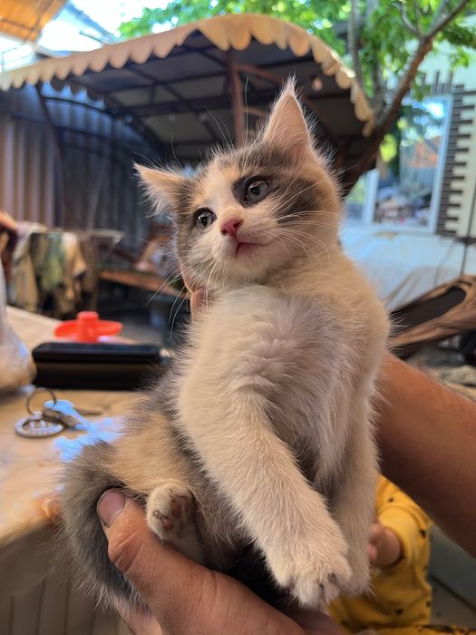 Кошечка в хорошие руки