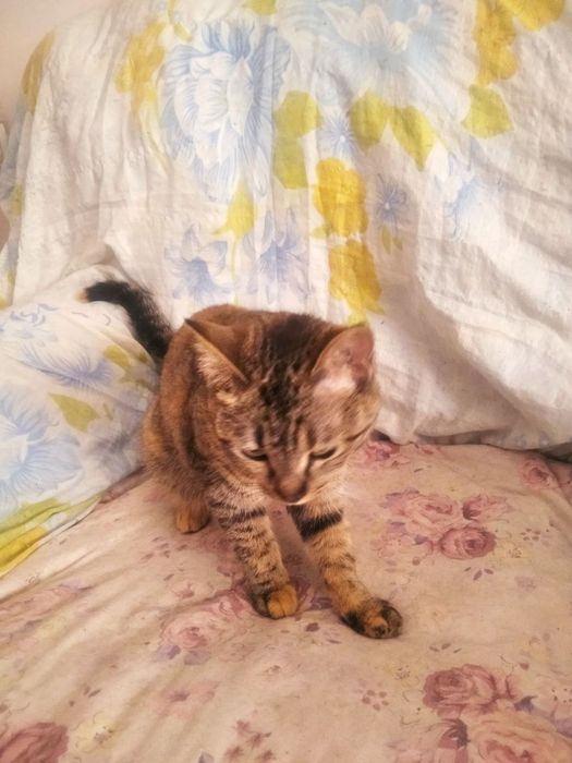 Котята даром, отдам котят даром
