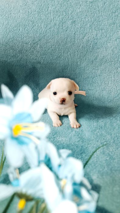 Щенок чихуахуа  девочка