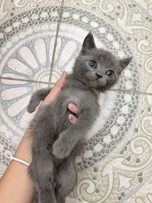 Котята шиншилы шымкент