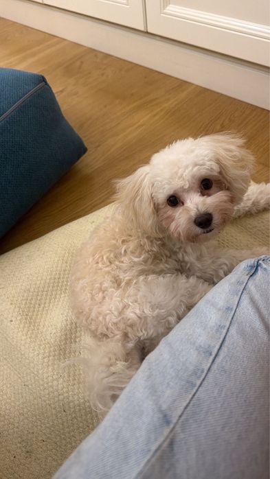 Мальтипу белая девочка