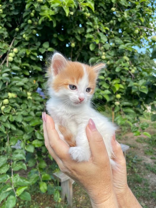 Отдам котят в очень добрые руки