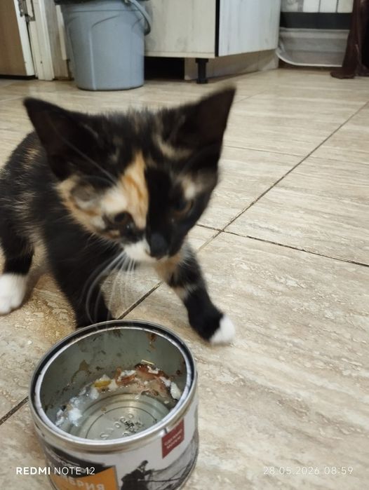 Котята даром .животные