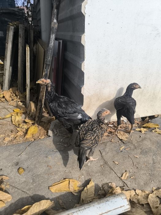 Продам курочки дакан
