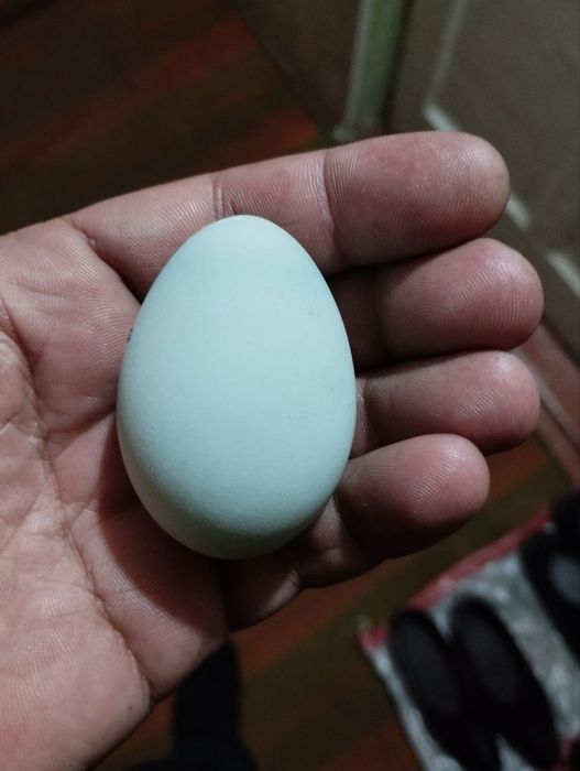 Uhayil tuhumlari bor bostirishga va istemol urug'langan ishonchlik ga