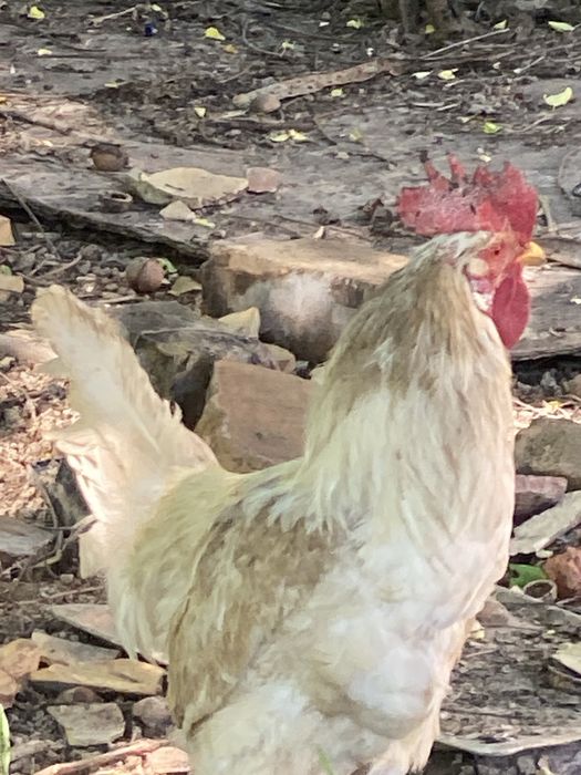 Xoroz 5ta bor kotta 6oyli