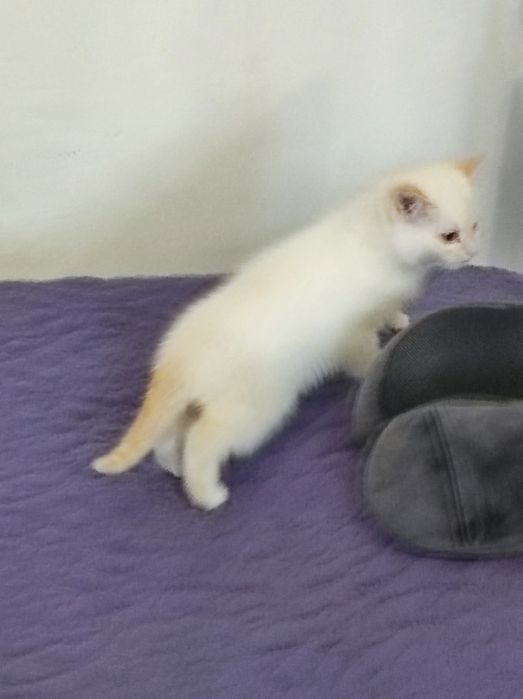 От мамы крысоловки