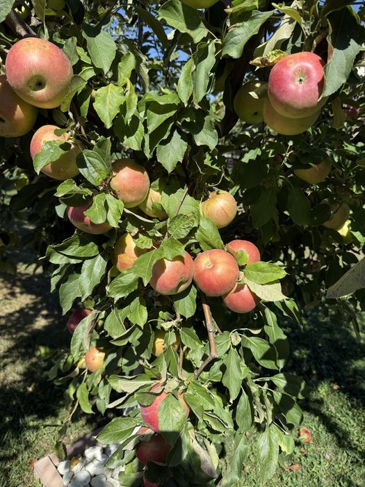 Pomi fructiferi la ghiveci ! Pomi pe rod !