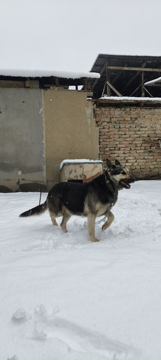 ЕВО чистокровная сучка