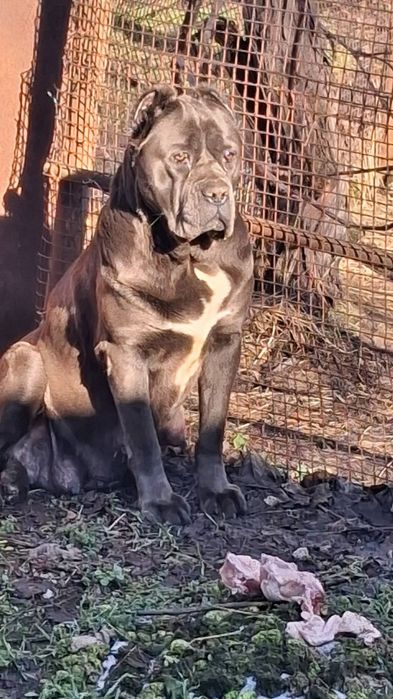 Малки сладурковци