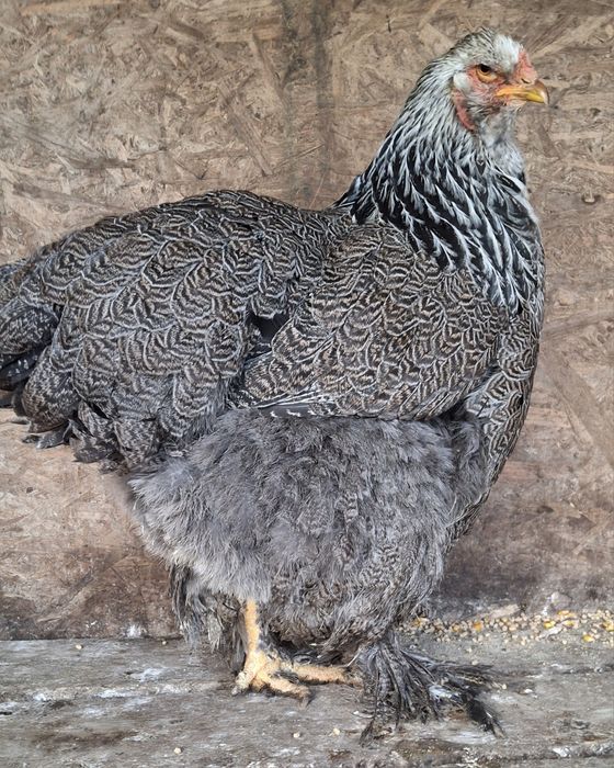 Vând găină brahma Hî