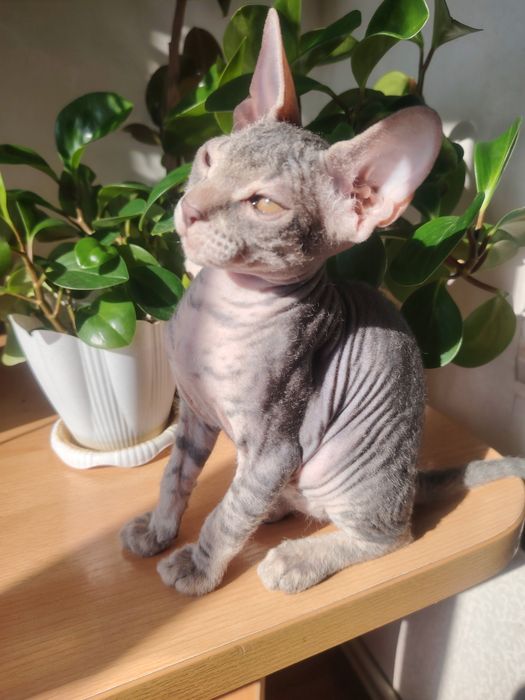 Котята сфинкс тактильные, игривые, умненькик
