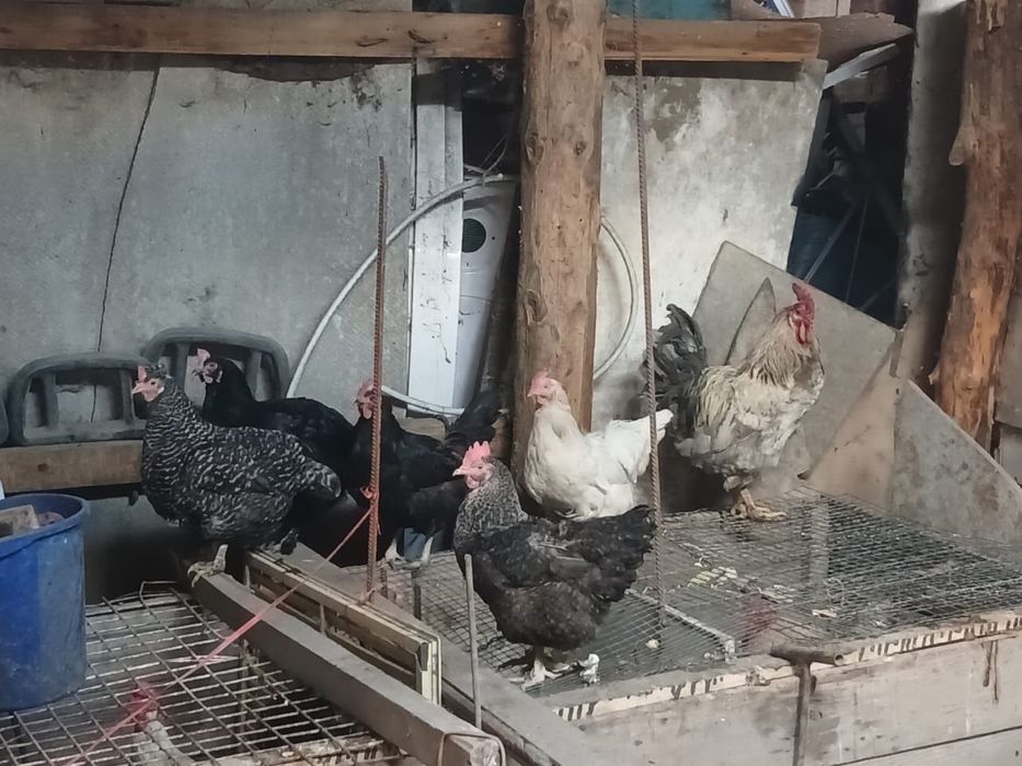 Продам курицы и петухов