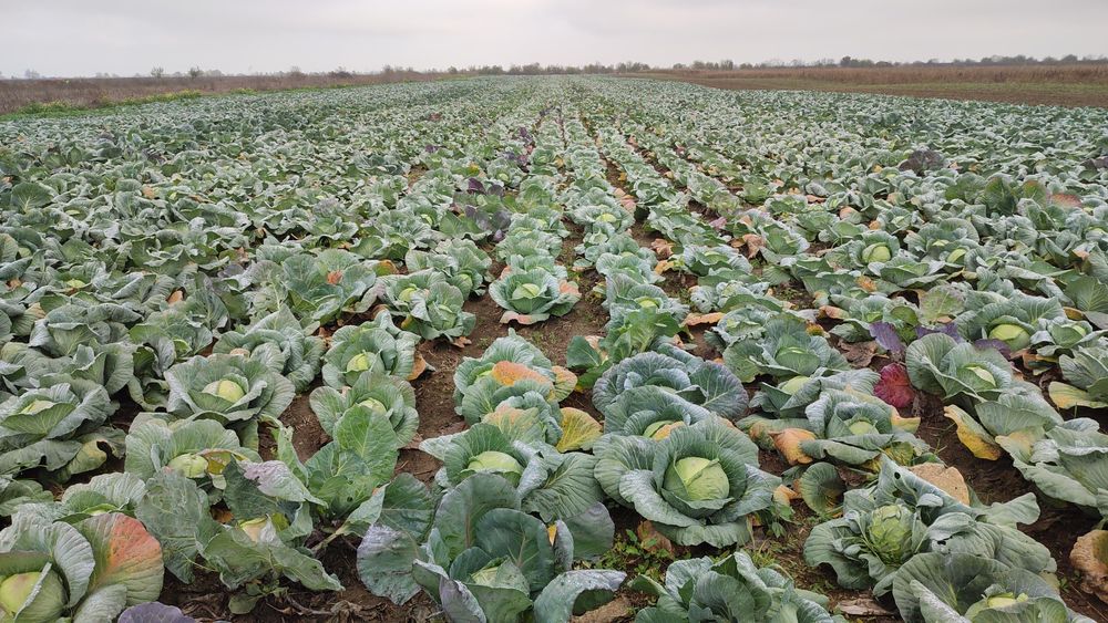 VARZA disponibil 15-16 tone