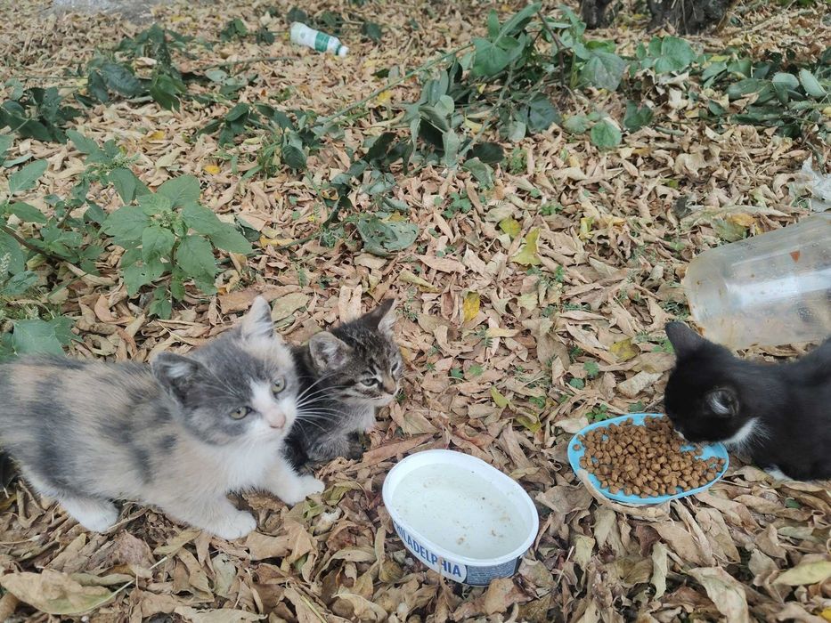 Pui de pisica spre adopție