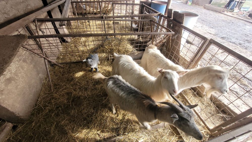 3 Capre tinere gestante